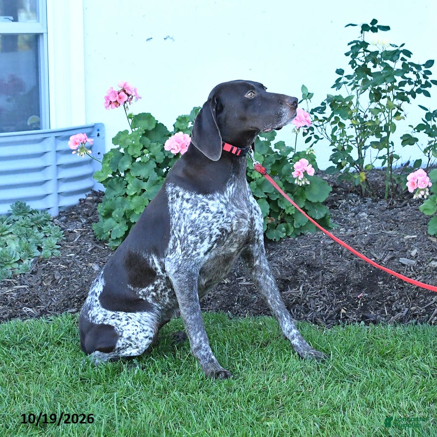 German Shorthaired Pointer dogs for sale: Magnum - Ad 2