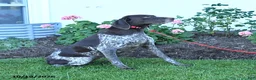 German Shorthaired Pointer dogs for sale: Magnum - Ad 2