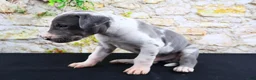 Great Dane dogs for sale: Cujo - Ad 21
