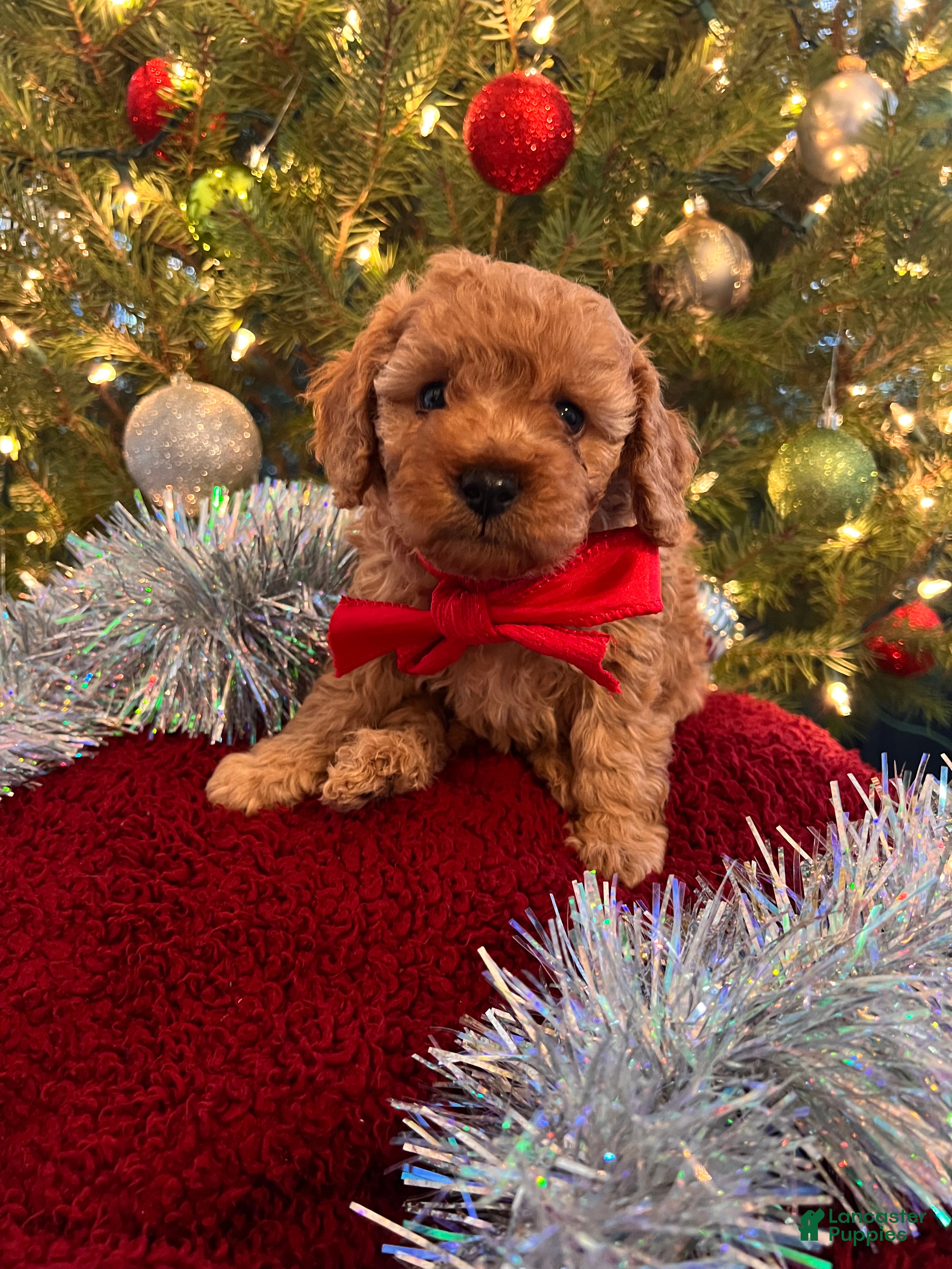 Toy Poodle dogs Raphael - Ad 35
