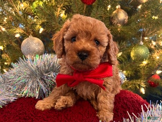 Toy Poodle dogs Raphael - Ad 37