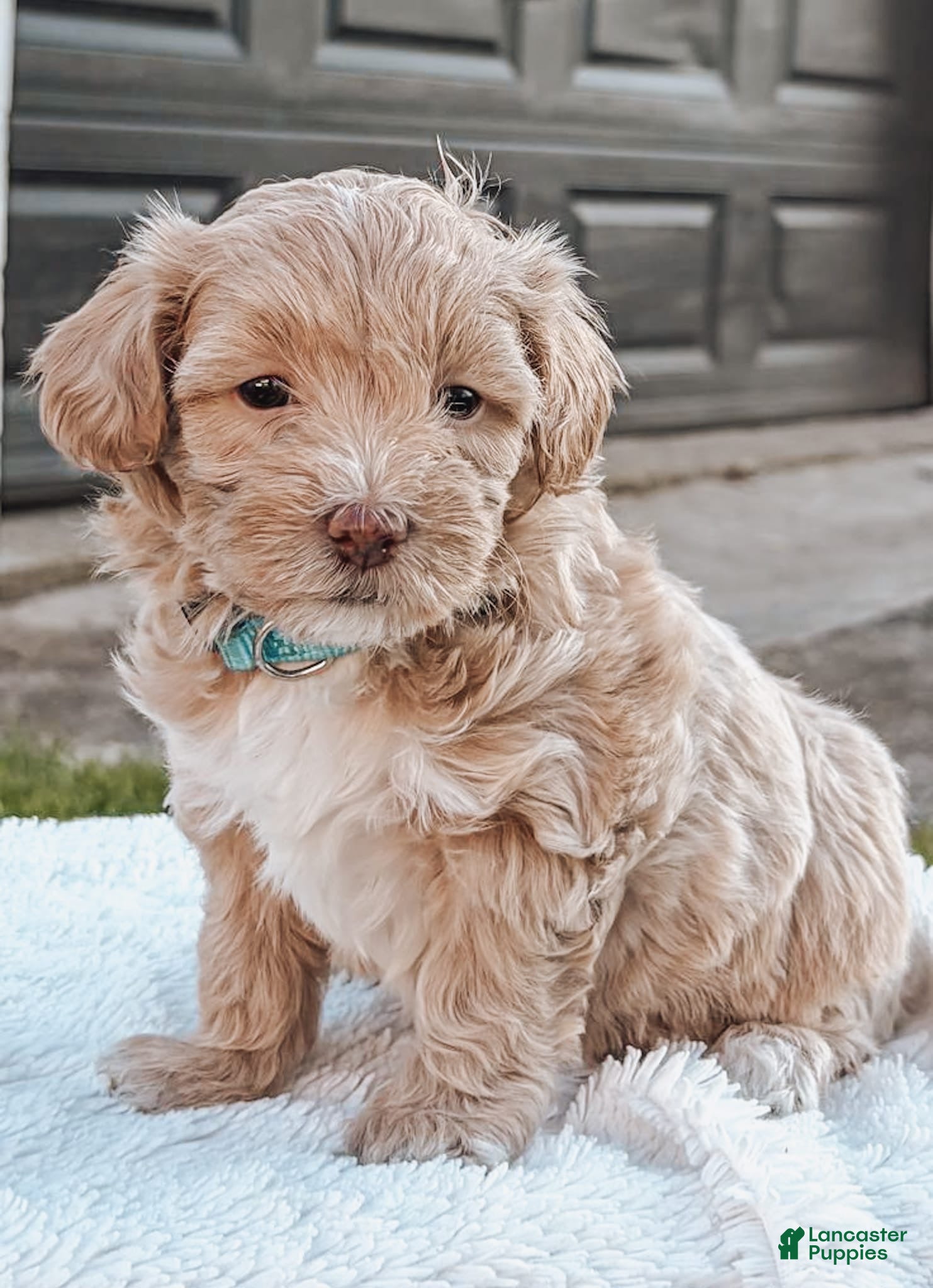 Maltipoo dogs Rocky - Ad 1