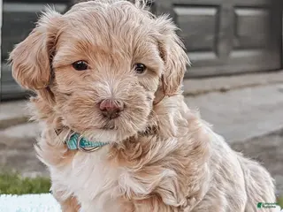 Maltipoo dogs for sale: Rocky - Ad 3