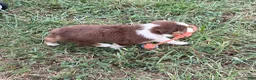Australian Shepherd dogs for sale: Chubbie - Ad 3