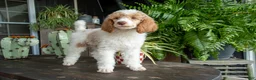 Standard Poodle dogs for sale: Sundown - Ad 7