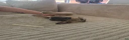 Cane Corso dogs for sale: Cane Corso Puppy 2 - Ad 3