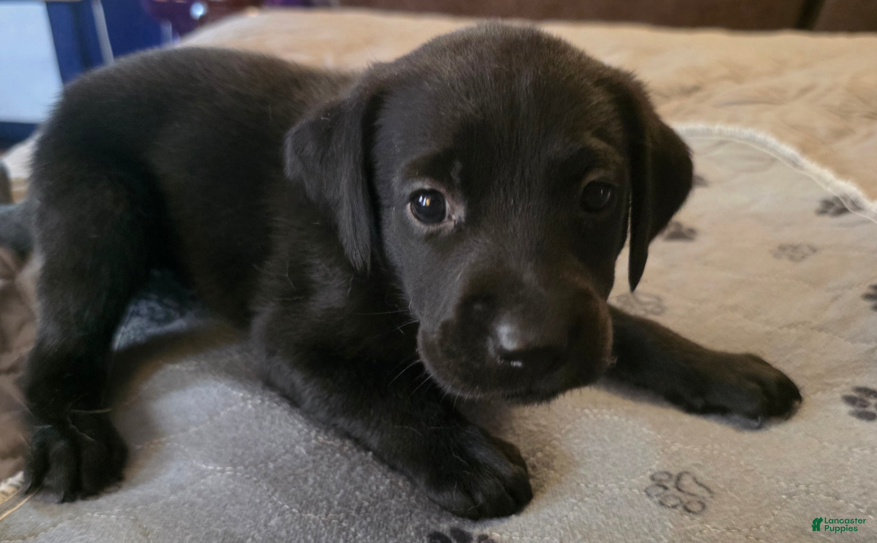 Labrador Retriever dogs L-orange - Ad 2