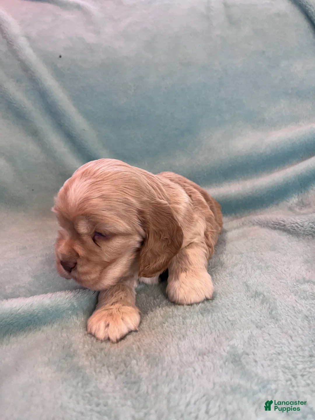 Cocker Spaniel dogs for sale: Buddy  - Ad 10