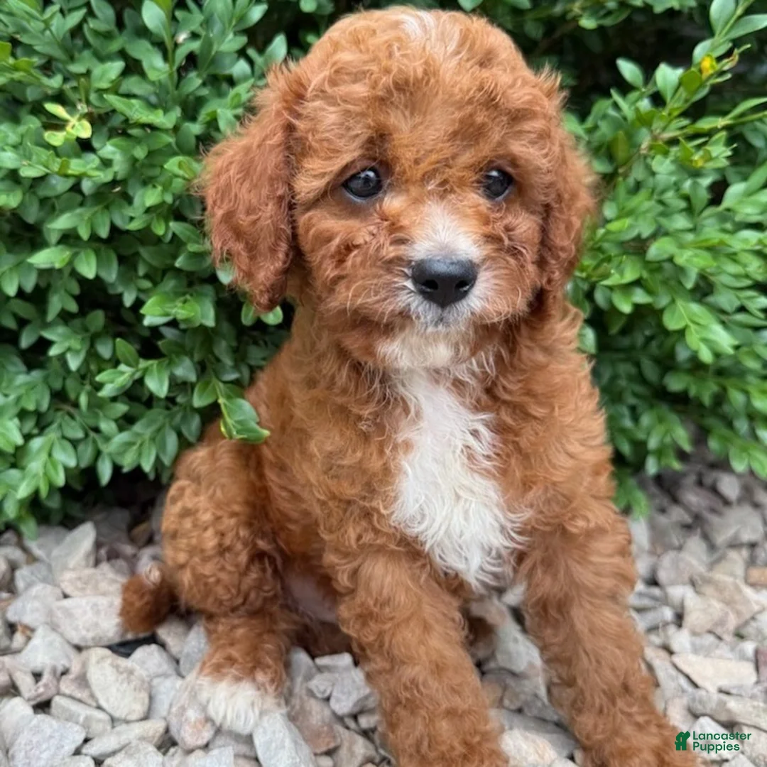 Cavapoo dogs for sale: Parker  - Ad 4