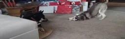 Gerberian Shepsky dogs for sale: Midnight - Ad 8