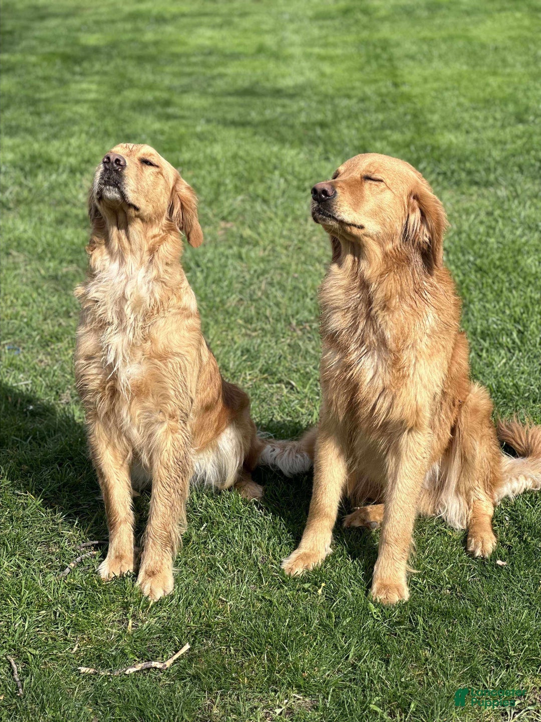 Golden Retriever dogs for sale: Golden Retriever Dark Pink Girl - Ad 15