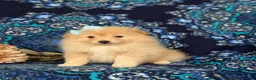 Pomeranian dogs for sale: Monette - Ad 12