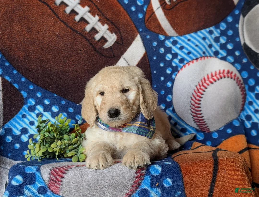 Goldendoodle dogs for sale: Dantel Standard size Hypoallergenic - Ad 6