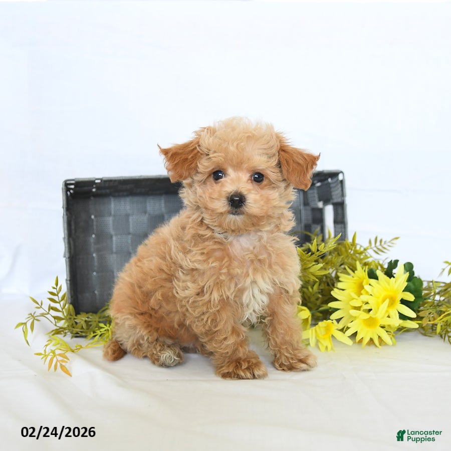 Maltipoo dogs Bolt - Ad 2