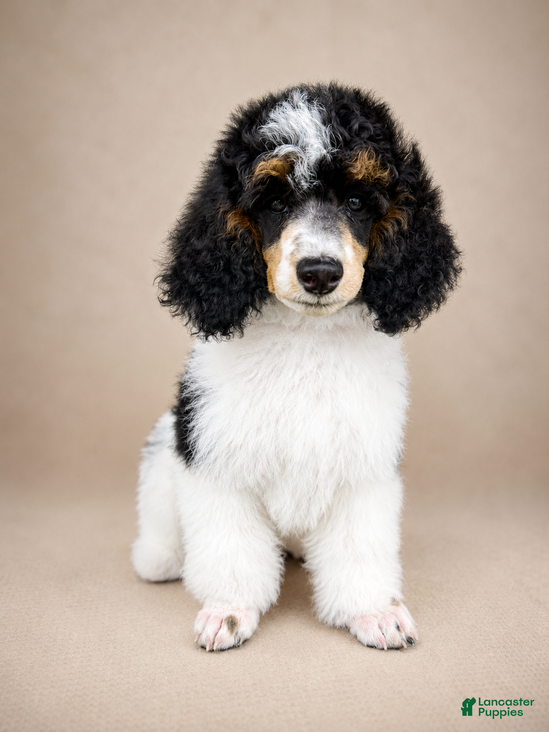 Miniature Poodle dogs Ivy - Ad 2