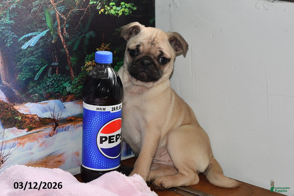 Pug dogs Valentina - Ad 2