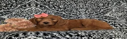 Goldendoodle dogs for sale: Wanda - Ad 5