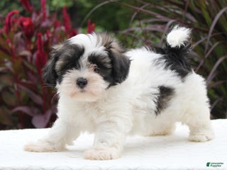Shihpoo dogs - Ad 35