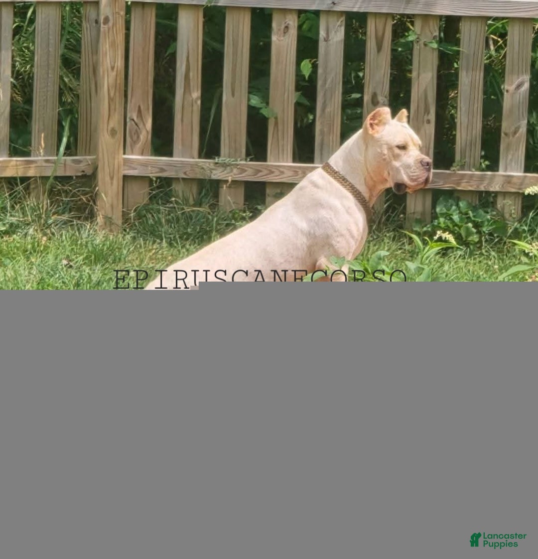 Cane Corso dogs for sale: Black female cane corso - Ad 4