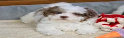 Shihpoo dogs for sale: Radlee - Ad 13