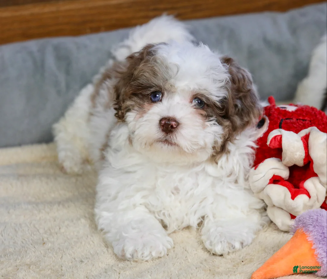 Shihpoo dogs for sale: Radlee - Ad 13
