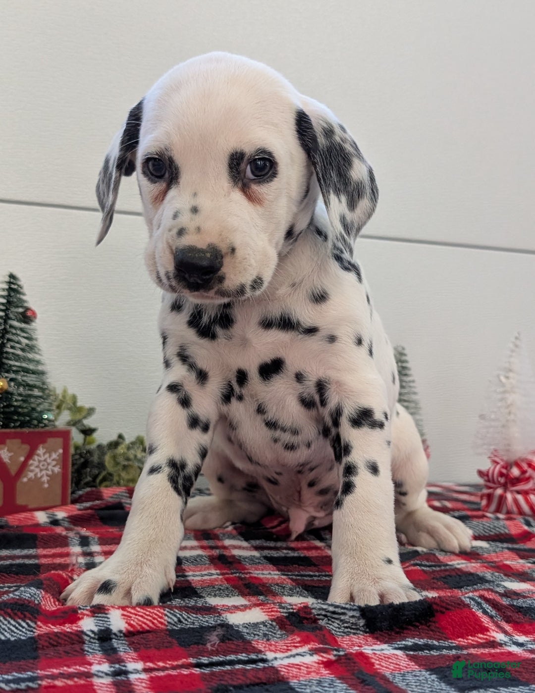 Dalmatian dogs for sale: Jack - Ad 2