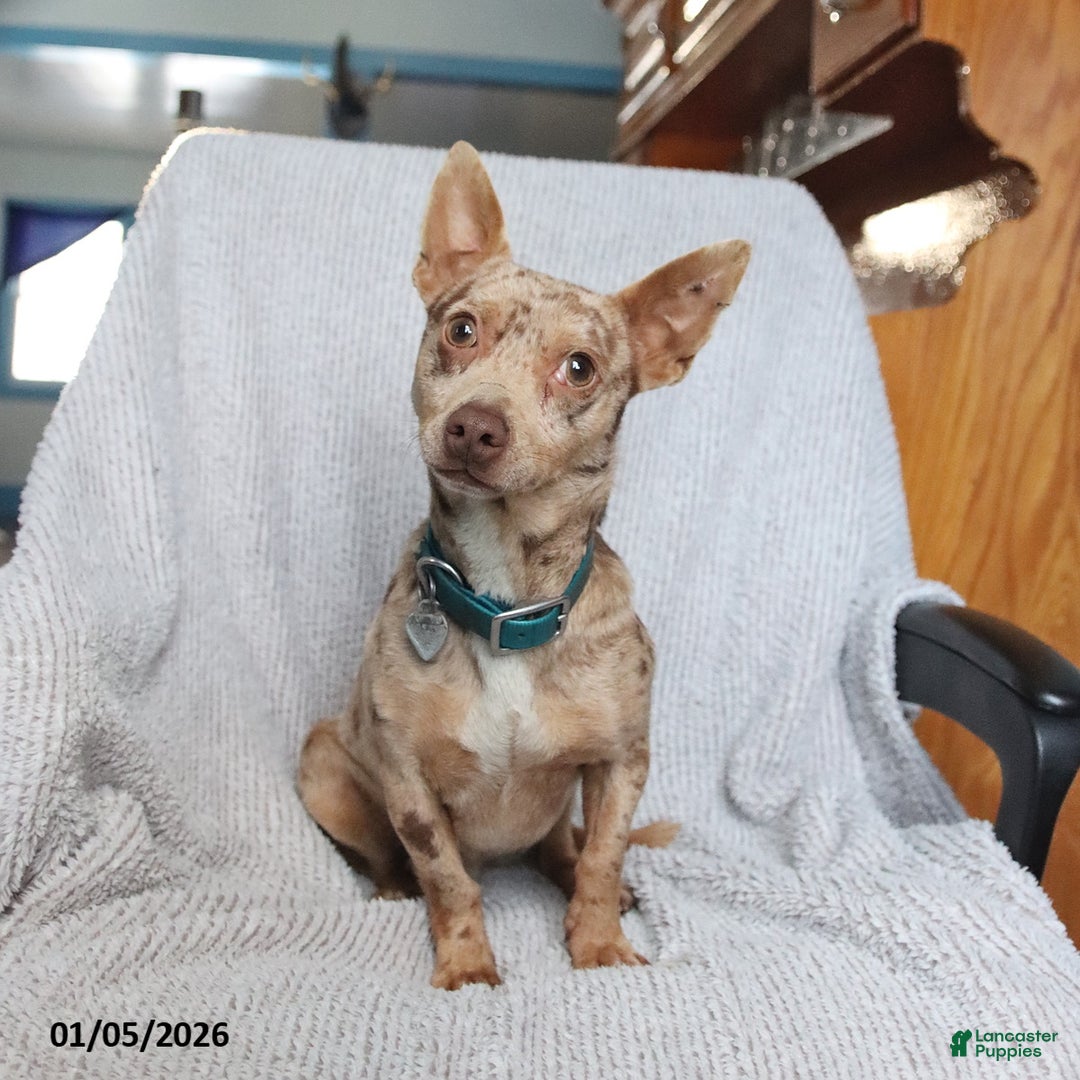 Mixed Breed dogs for sale: Scout - Ad 5