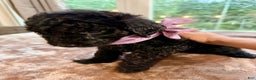 Standard Poodle dogs for sale: Standard Poodle Puppy 5 - Ad 4
