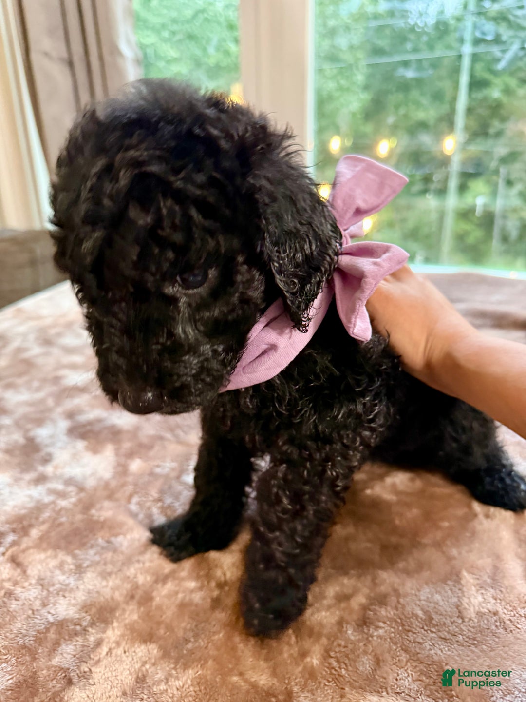 Standard Poodle dogs for sale: Standard Poodle Puppy 5 - Ad 4