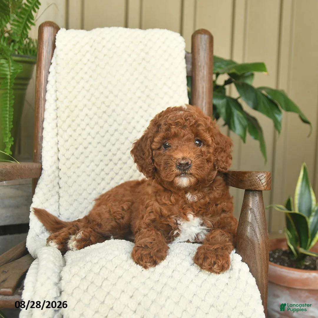 Mini Goldendoodle dogs for sale: Callie  - Ad 2
