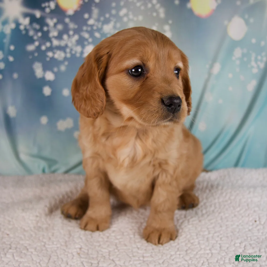 Mixed Breed dogs for sale: Jewel - Ad 2