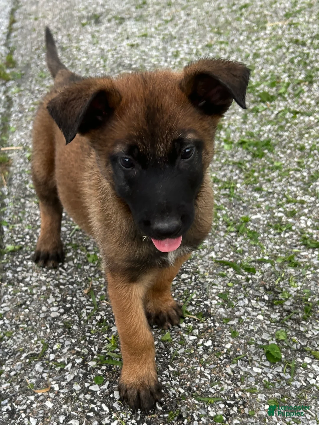 Belgian Malinois dogs for sale: Fernando - Ad 2