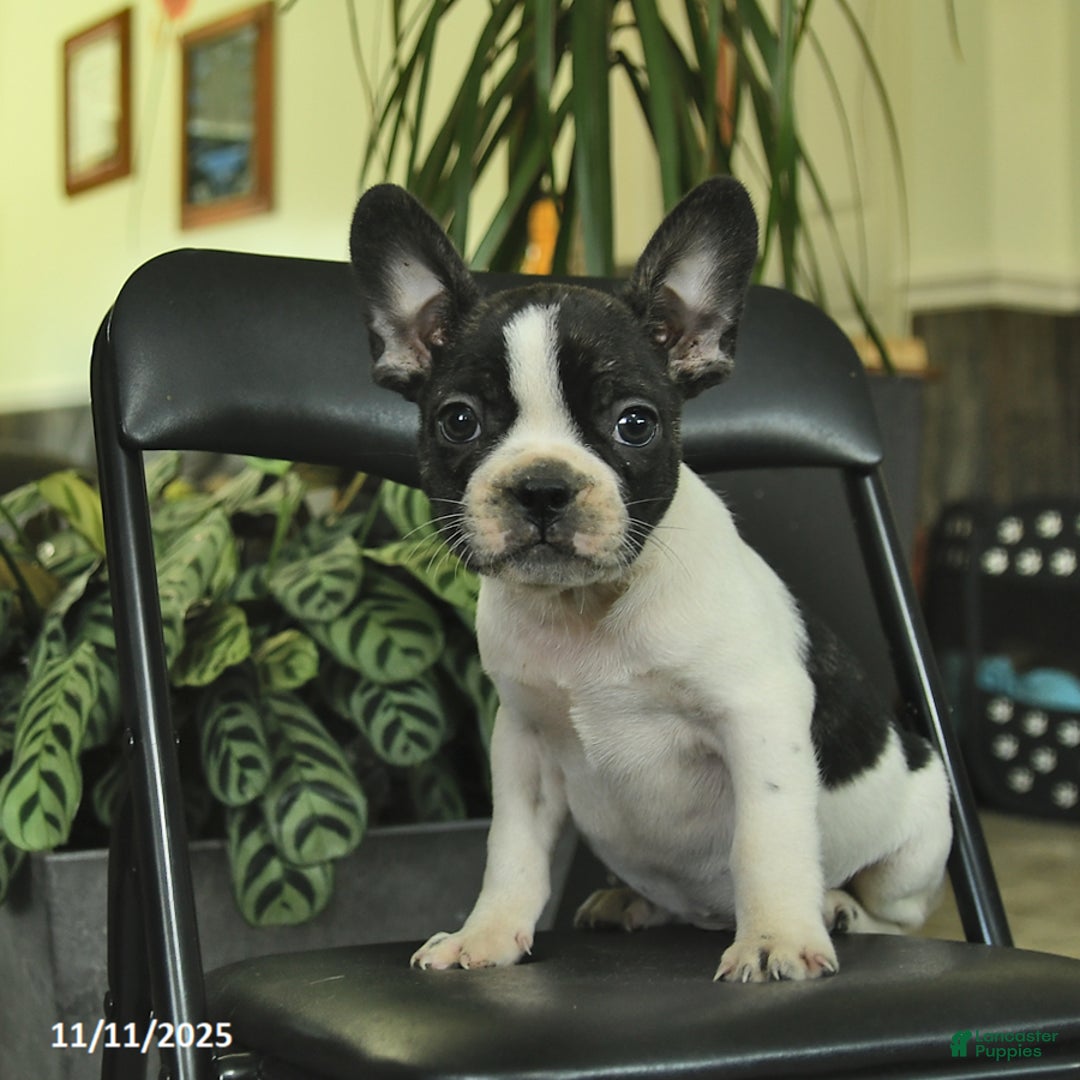 Frenchton dogs for sale: Dakota  - Ad 3
