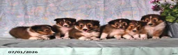 Shetland Sheepdog dogs for sale: Mickey - Ad 5