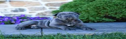 Cane Corso dogs for sale: Buddy - Ad 4
