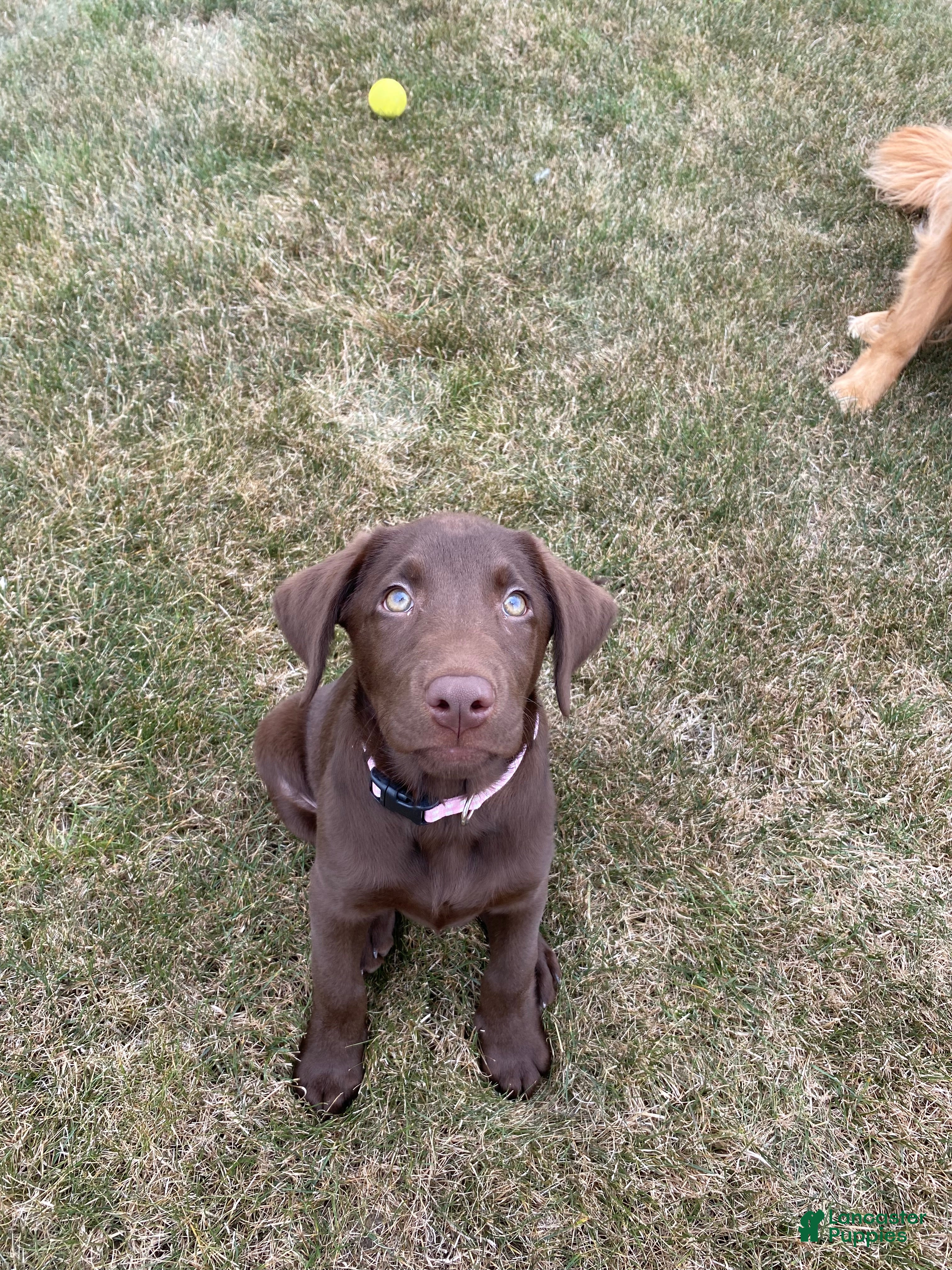 Labrador Retriever dogs Milford - Ad 16