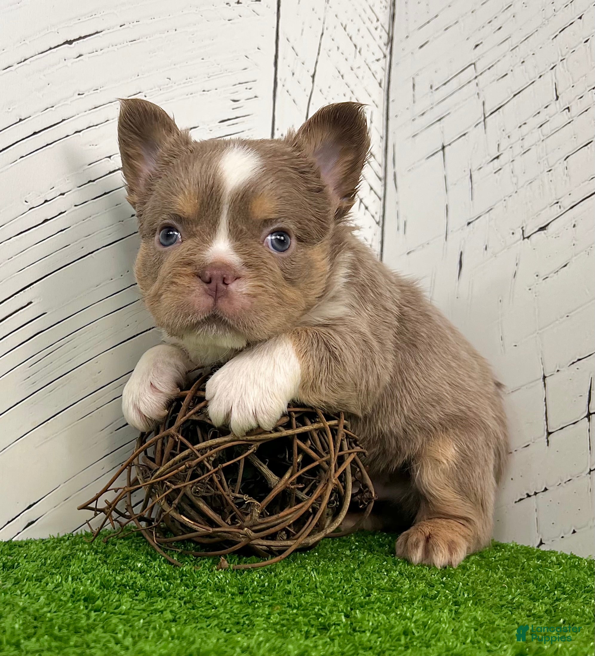 French Bulldog dogs Boss - Ad 42