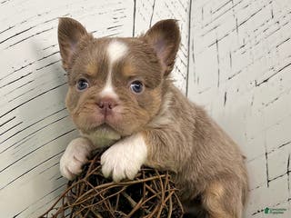 French Bulldog dogs Boss - Ad 33