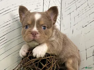 French Bulldog dogs Boss - Ad 3