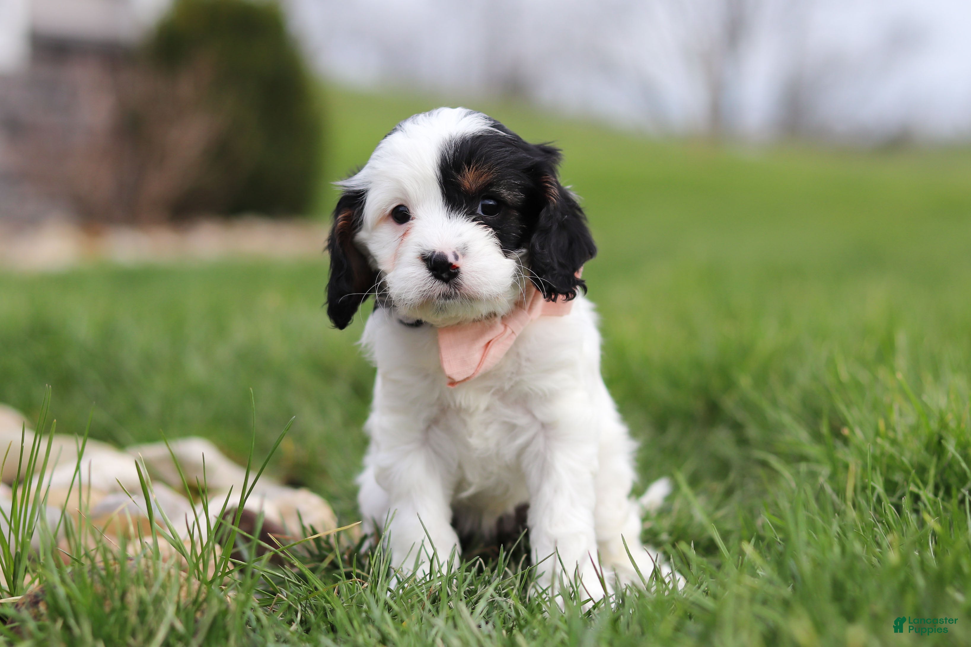 Cavapoo dogs Macy - Ad 2