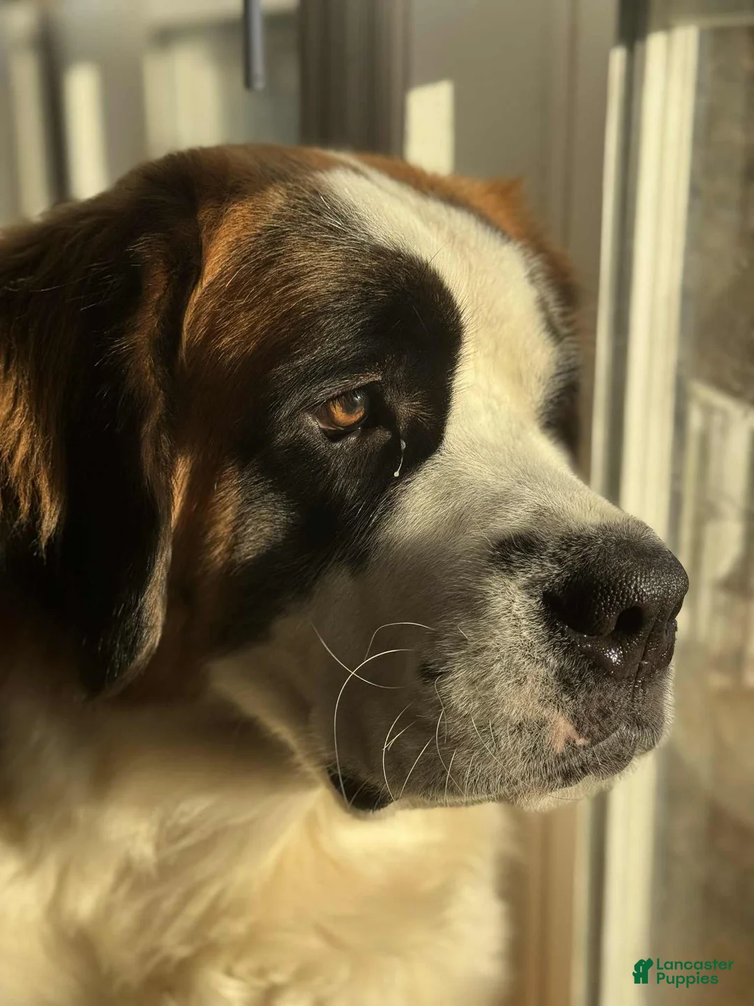 Saint Bernard dogs for sale: Saint Bernard 10 - Ad 9