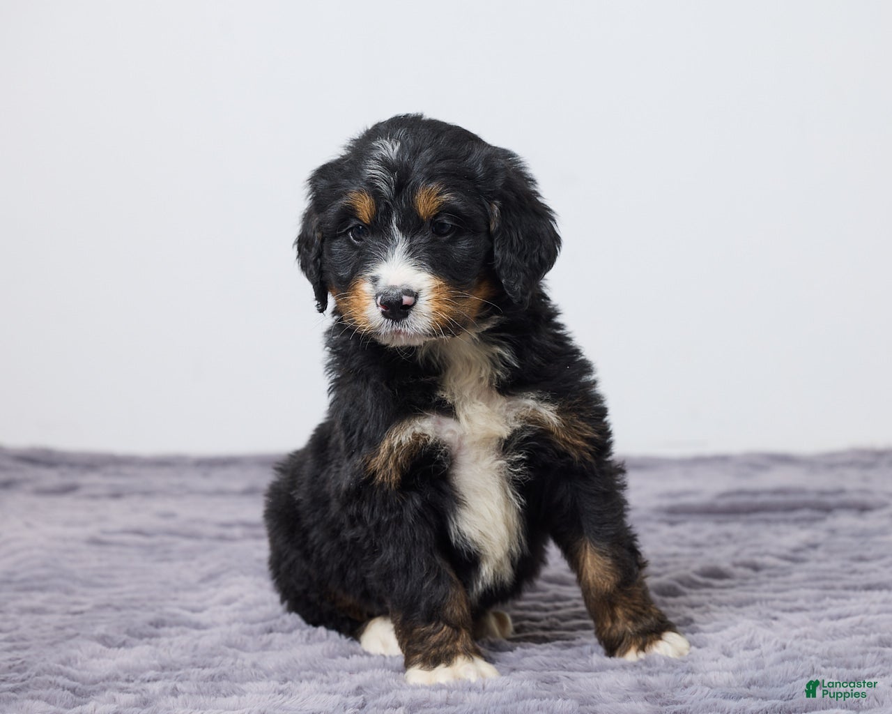 Bernedoodle dogs Karl - Ad 2