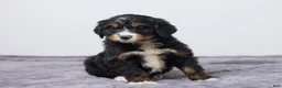 Bernedoodle dogs for sale: Karl - Ad 2
