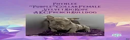 French Bulldog dogs for sale: Phynlee “Purple”Collar, Female - Ad 8