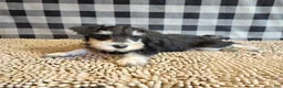 Miniature Schnauzer dogs for sale: Sarge - Ad 3