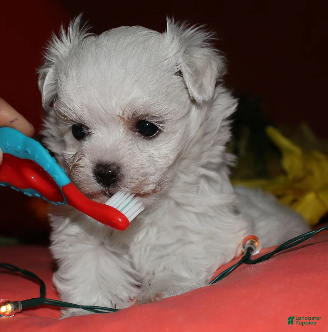 Maltese dogs for sale: Mable - Ad 1