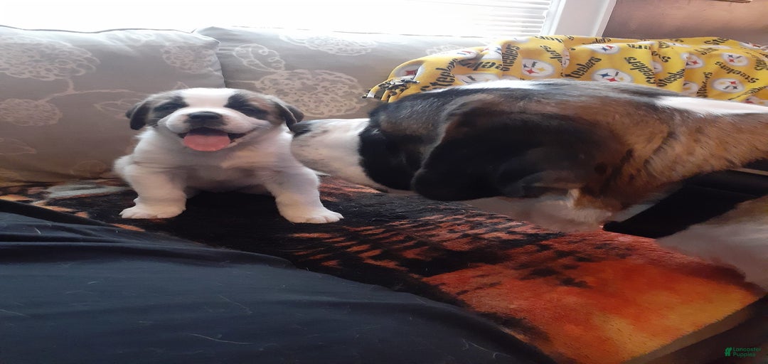 Gallery Image {{count}}