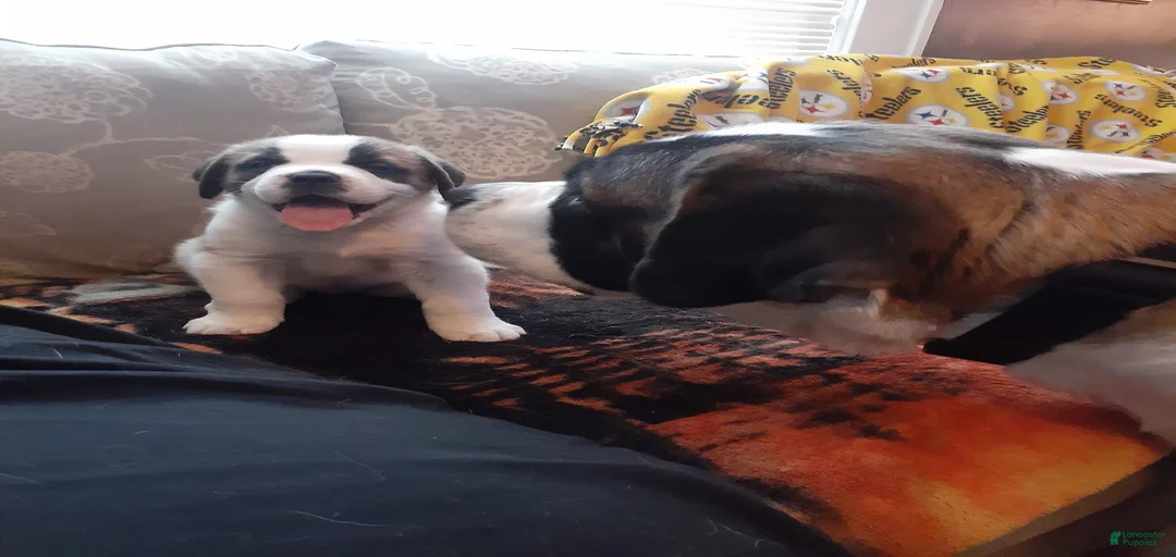 Gallery Image {{count}}