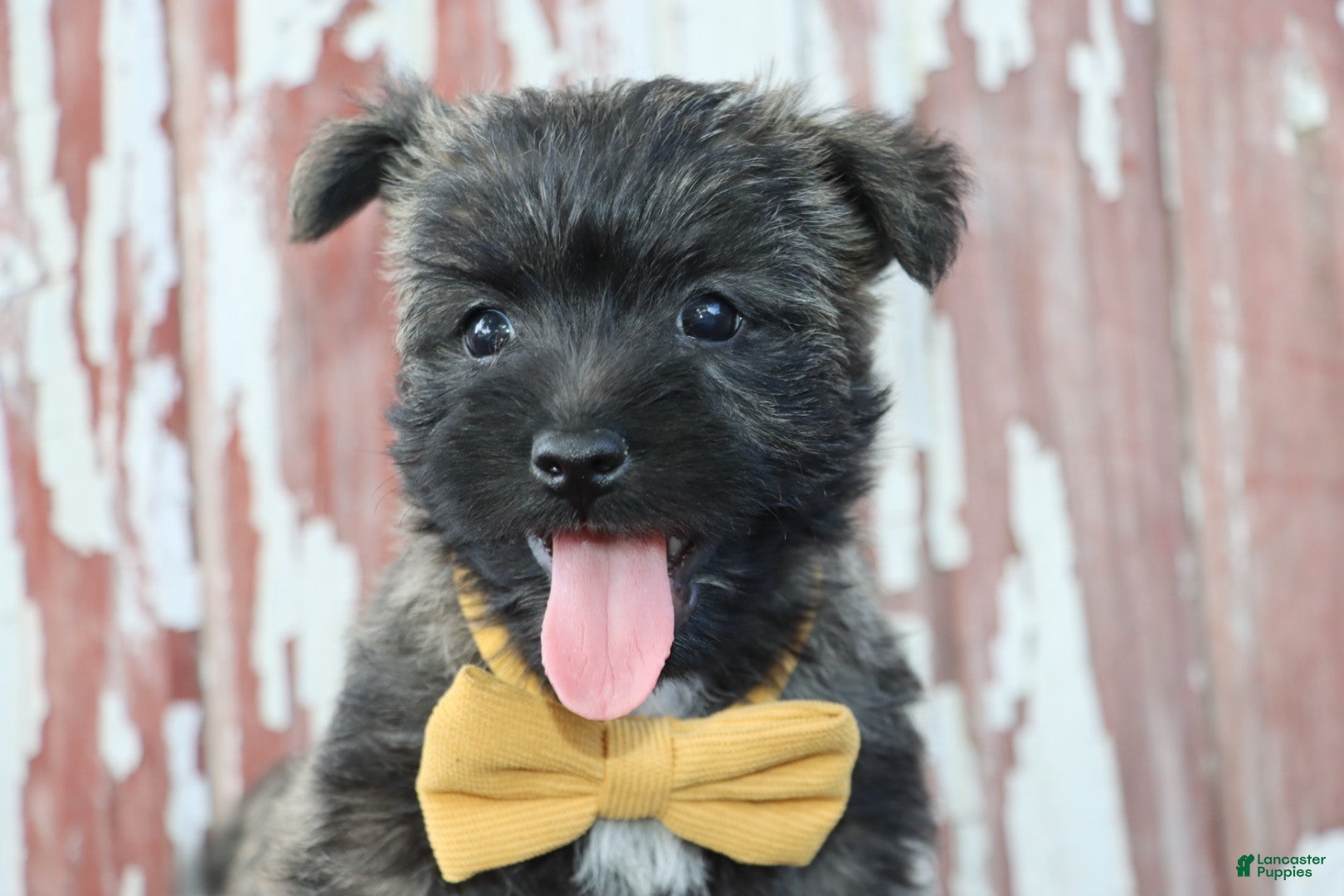 Cairn Terrier dogs Cleo - Ad 2