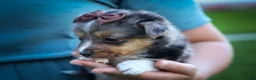 Mixed Breed dogs for sale: Garret💙 - Ad 13